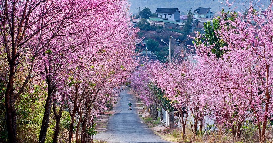 Con đường hoa đào mùa xuân thật đẹp