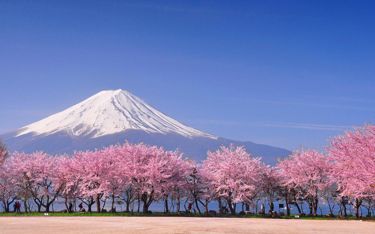 Hoa anh đào nở bên cạnh núi Phú Sĩ