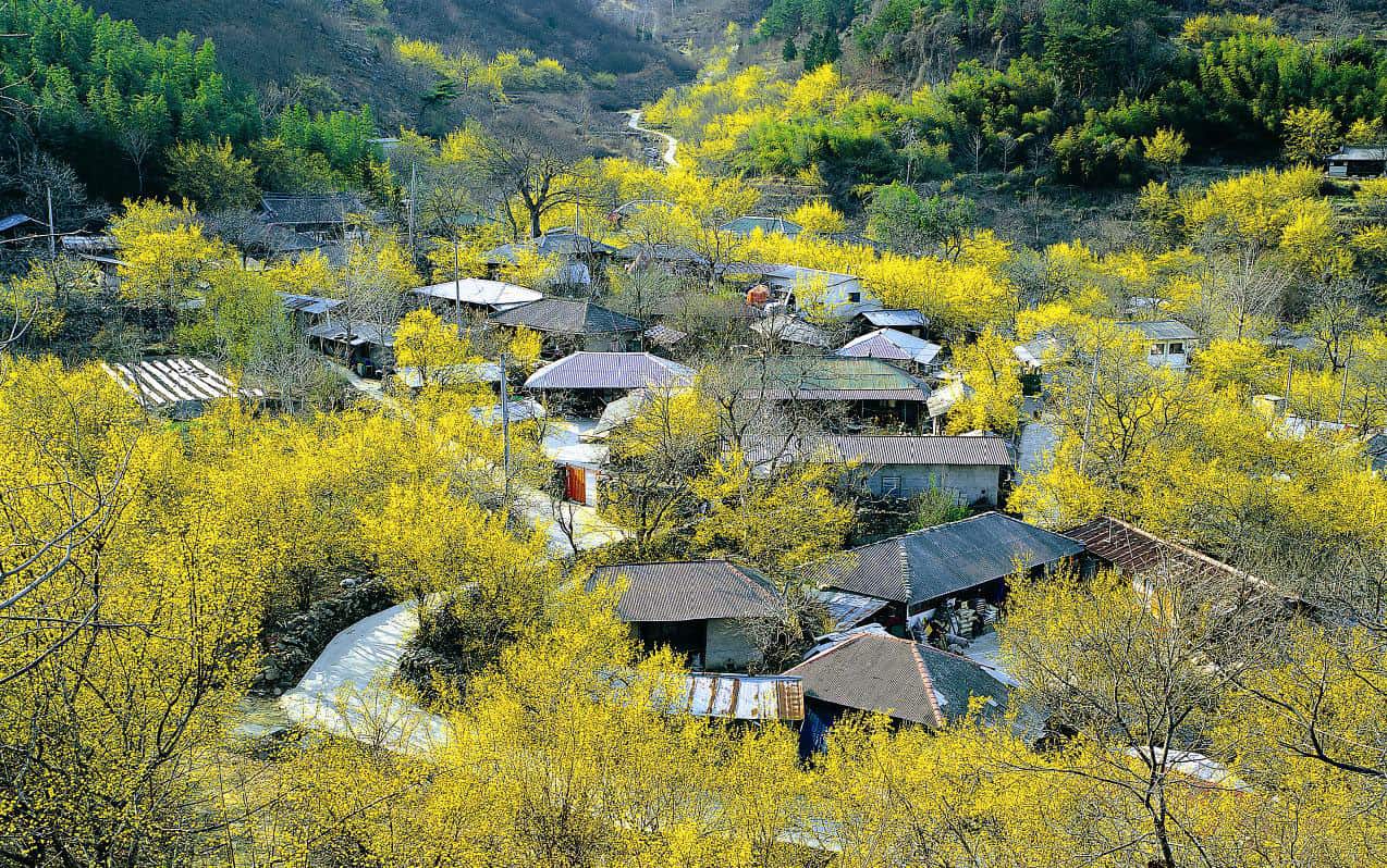 Mùa xuân đến trên một ngôi làng nhỏ ở Hàn Quốc